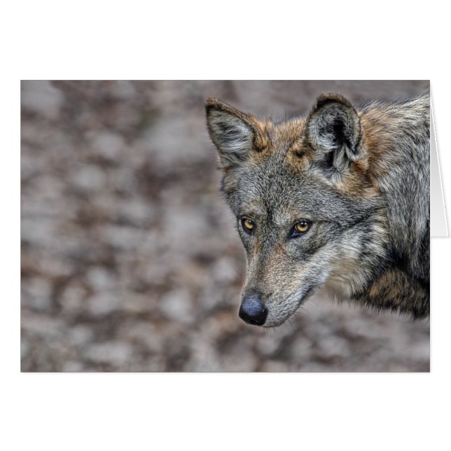 Carte d'aperçu de loup (Devant horizontal)