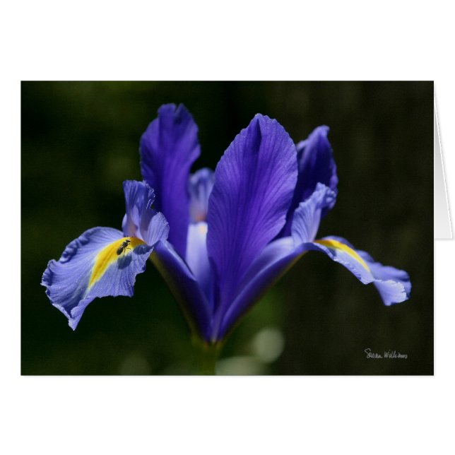 Carte d'art de Frameable (Devant horizontal)