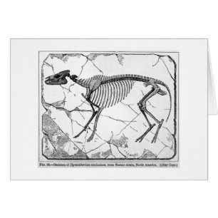 Carte d'art de venticolum de Hyracotherium
