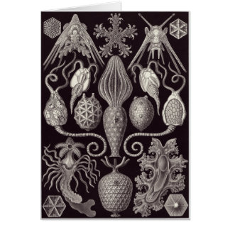 Carte d'art d'Ernst Haeckel : Amphoridea