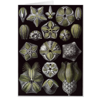 Carte d'art d'Ernst Haeckel : Blastoidea
