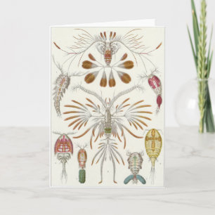 Carte d'art d'Ernst Haeckel : Copepoda