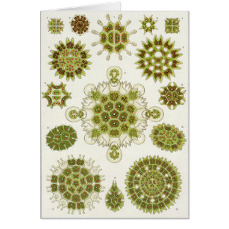 Carte d'art d'Ernst Haeckel : Melethallia