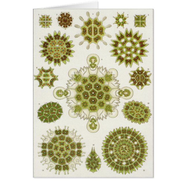 Carte d'art d'Ernst Haeckel : Melethallia (Devant)