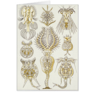 Carte d'art d'Ernst Haeckel : Rotatoria