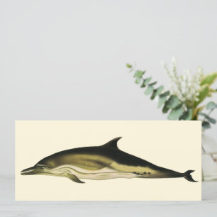 Carte Dauphin Delphinus Delphis, Animaux Marins Vintage