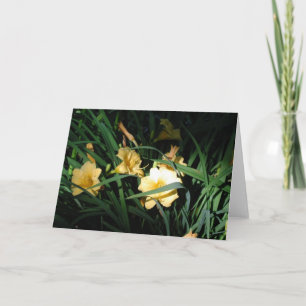 Carte Daylilies