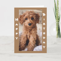 *DE 1 AMOUREUX DES CHIENS À UN AUTRE JOUR D'ANNIVE