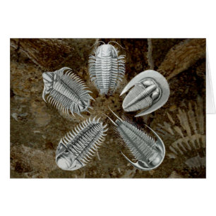 Carte de 5 Trilobites