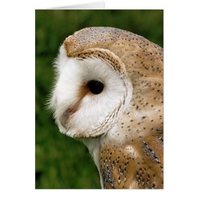 CARTE DE BARN OWL (Devant)