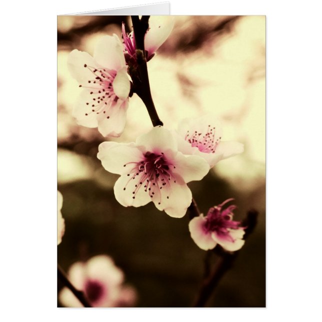 Carte de beauté de ressort naturel (Devant)