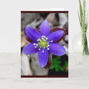 Carte de billet Hepatica Blossom