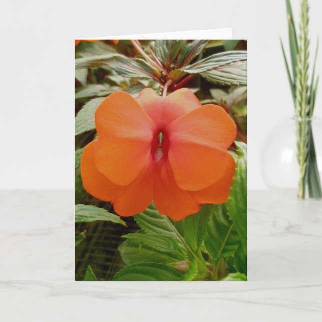 Carte de billet orange New Guinea Impatiens (Devant)