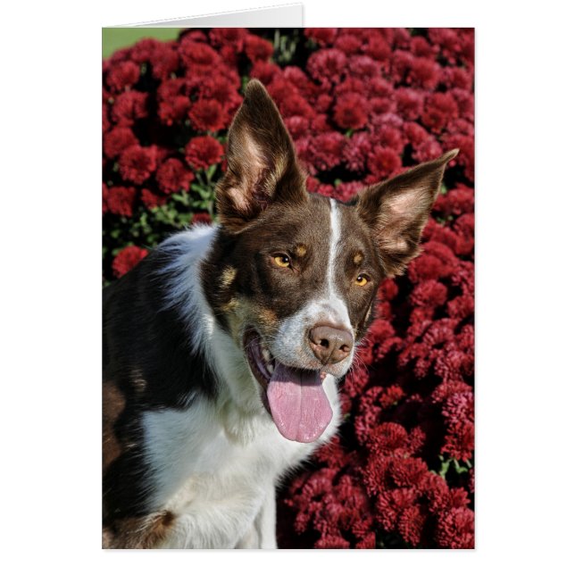 Carte de border collie (Devant)