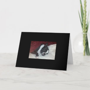 Carte de Boston Terrier Get Well