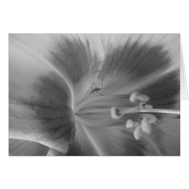 Carte de bugs cachée (Devant horizontal)