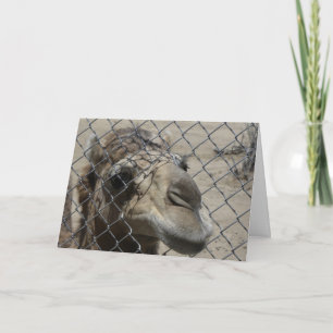 Carte de chameau bonjour