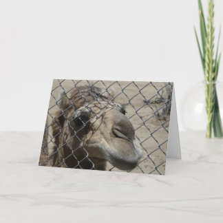 Carte de chameau bonjour