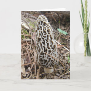 Carte de champignons Morel