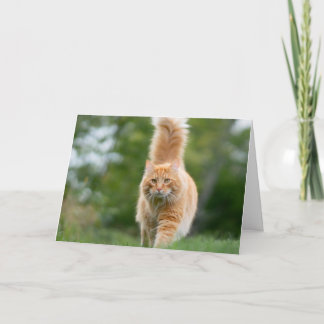 Carte de chat