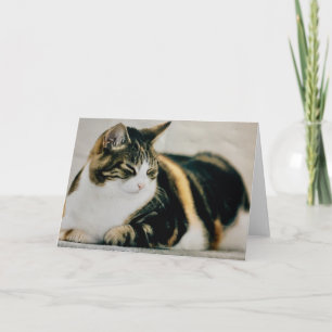 Carte de chat Calico Cat