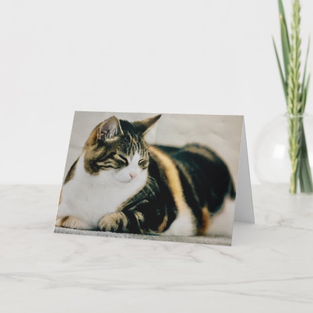Carte de chat Calico Cat (Devant)