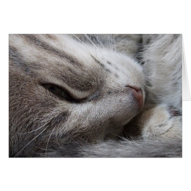 Carte de chat gris (Devant horizontal)