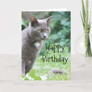 Carte de chat Kitty