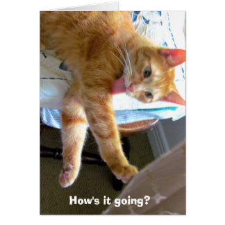 Carte de chat orange fou