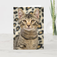 Carte de chat tigré de brun de délivrance de chat