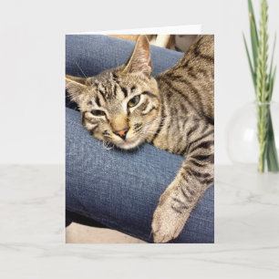 Carte de chat tigré de gris argenté de délivrance