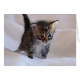 Carte de chaton de ragondin du Maine