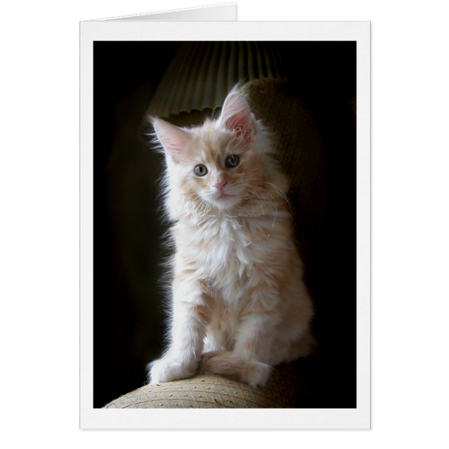 Carte de chaton Maine Maine Coon (Devant)