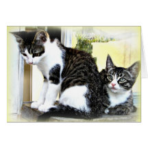carte de chattes mignonnes