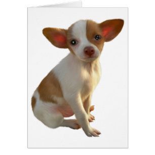 Carte de chien
