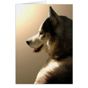 Carte de chien de traîneau sibérien/carte Malamute