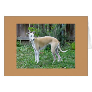 Carte de Chien-Salutation de whippet