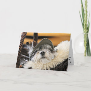 Carte de chien Shih Tzu mignon