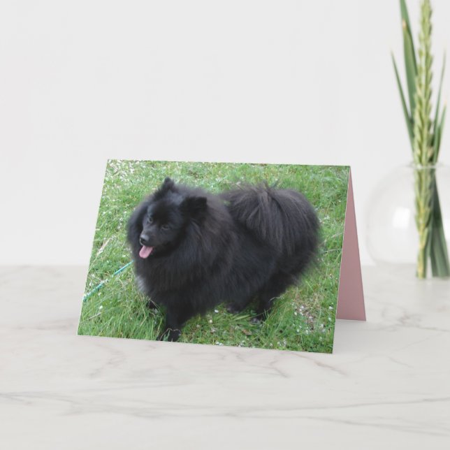 Carte de chiens Pomeranian noirs mignons Spitz all (Devant)