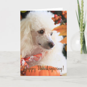 Carte de chiot bon thanksgiving Poodle