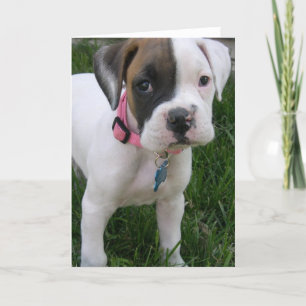 Carte de chiot de boîte blanche