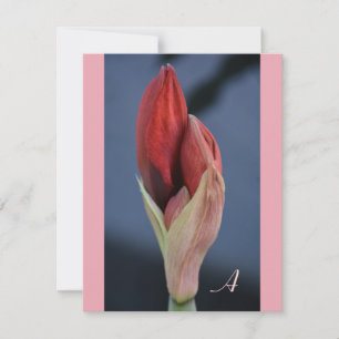 Carte De Correspondance Amaryllis Bourgeon Élégant Floral Ardoise Bleue