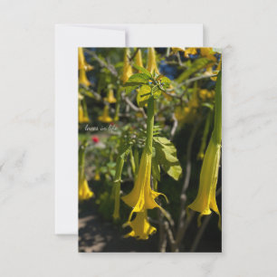 Carte De Correspondance Angel Trumpet