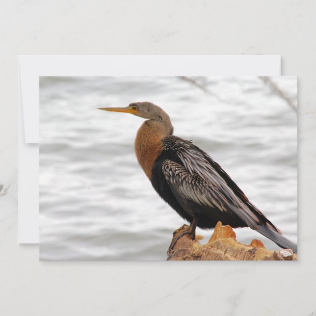 Carte De Correspondance Au Lookout (Devant)