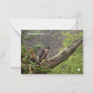 Carte De Correspondance Automne - Faucon pèlerin