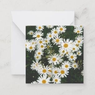 Carte De Correspondance Basière à oeil blanc, prairie à marguerite de la l