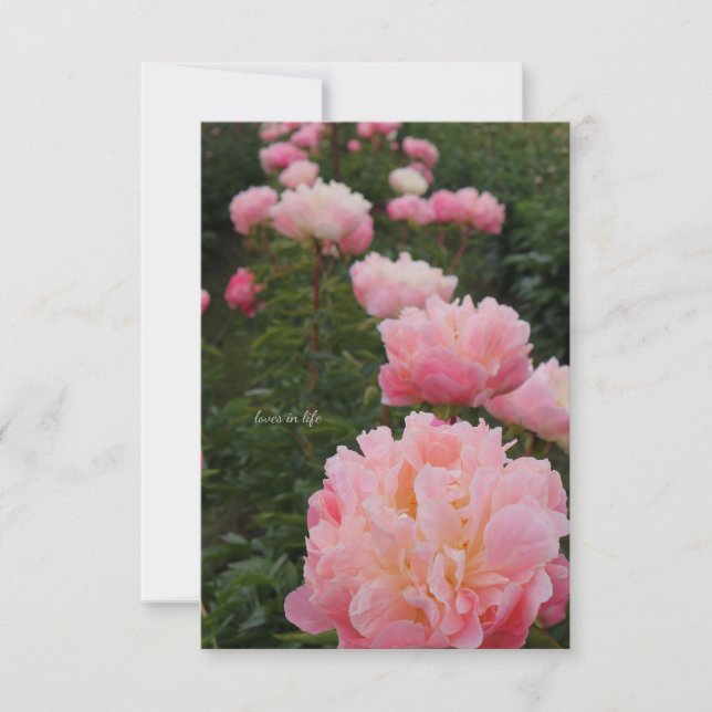Carte De Correspondance Belle rangée de pivoines roses (Devant)