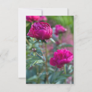 Carte De Correspondance Belles Peonées de Jardin Rose Profond