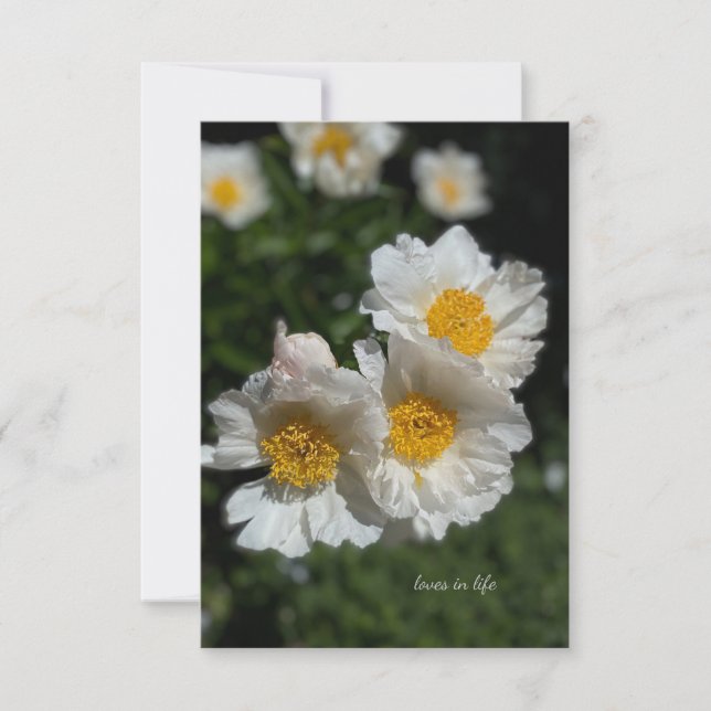 Carte De Correspondance Belles pivoines blanches (Devant)