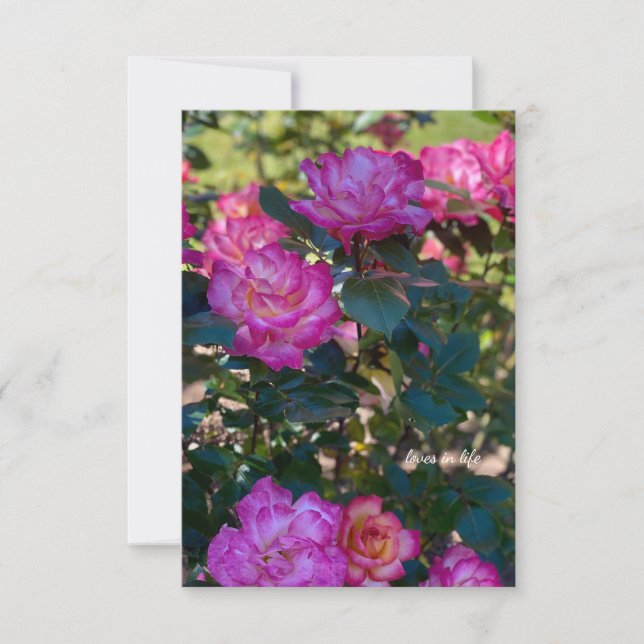 Carte De Correspondance Belles roses roses roses (Devant)
